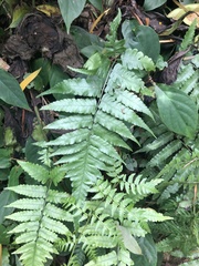 Diplazium taiwanense