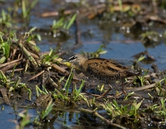 Hapalocrex flaviventer