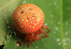 Araneus alsine