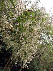 Vernonanthura patens