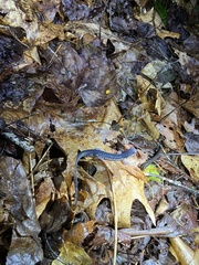 Plethodon chattahoochee