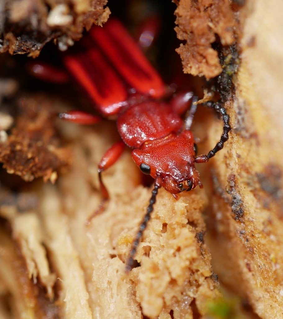Red Flat Bark Beetle