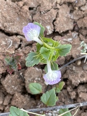 Acanthomintha ilicifolia