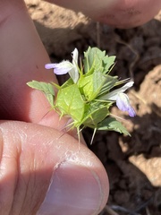 Acanthomintha ilicifolia