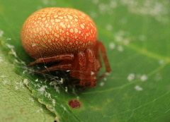 Araneus alsine