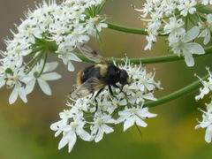 Volucella bombylans