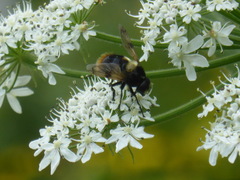 Volucella bombylans