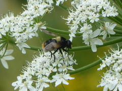 Volucella bombylans