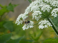 Volucella bombylans
