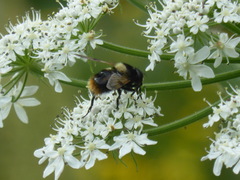 Volucella bombylans