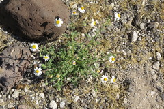 Perityle crassifolia robusta