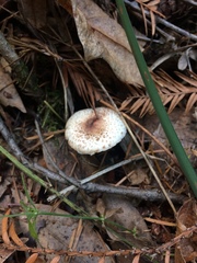 Leucoagaricus flammeotinctus
