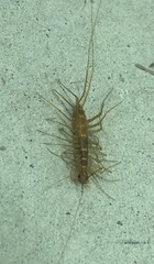 Scutigera linceci