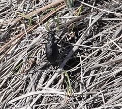 Cicindela nebraskana