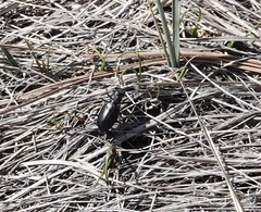 Cicindela nebraskana