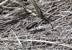 Cicindela nebraskana
