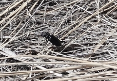 Cicindela nebraskana