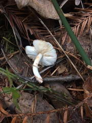 Leucoagaricus flammeotinctus