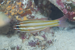 Ostorhinchus angustatus