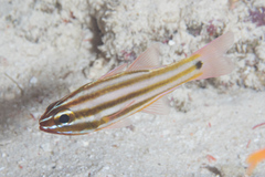 Ostorhinchus angustatus