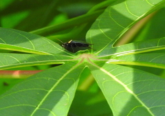 Hemithyrsocera palliata