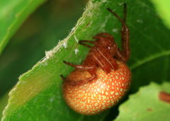 Araneus alsine