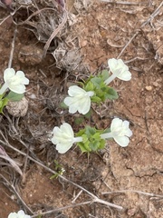 Acanthomintha ilicifolia