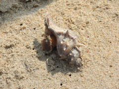 Bursidae