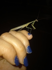 Bistanta mexicana