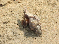 Bursidae