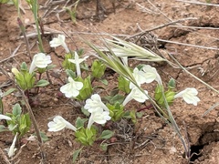 Acanthomintha ilicifolia