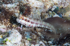 Bluespotted Blenny photo 2