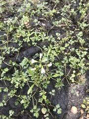 Cardamine occidentalis