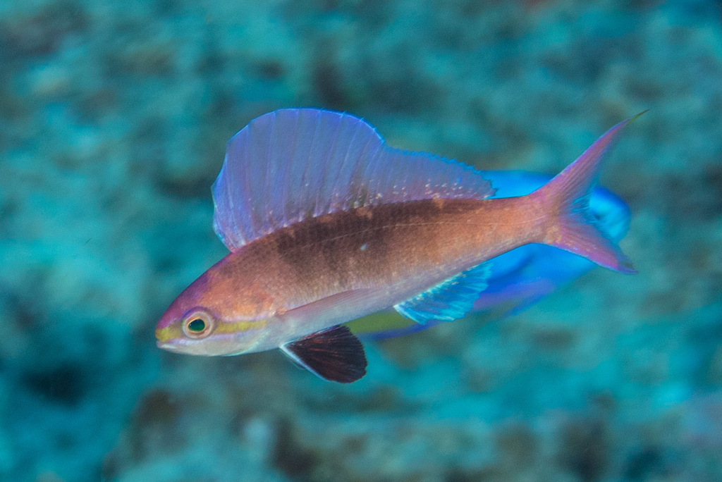 Sailfin anthias (Rabaulichthys altipinnis) — Serranidae