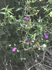 Dicliptera resupinata