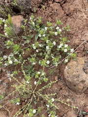Acanthomintha ilicifolia