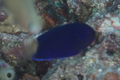 Centropyge fisheri