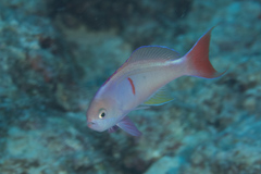 Pseudanthias cooperi