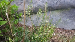 Schoenolirion wrightii