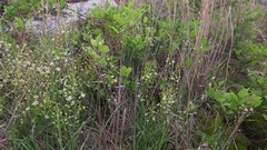 Schoenolirion wrightii