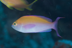 Nemanthias bicolor