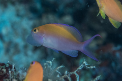 Nemanthias bicolor