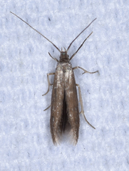 Schreckensteinia erythriella