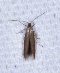 Schreckensteinia erythriella