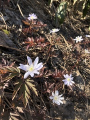 Anemonoides pseudoaltaica