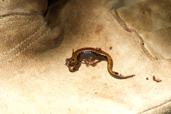 Desmognathus ocoee