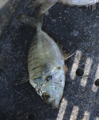 Leiognathidae