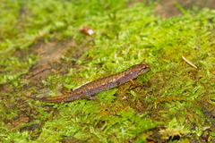 Desmognathus wrighti