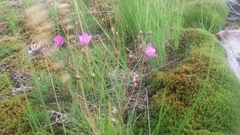 Phemeranthus mengesii