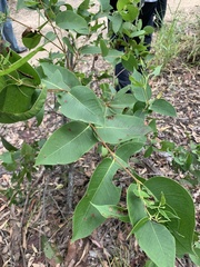 Eucalyptus carnea